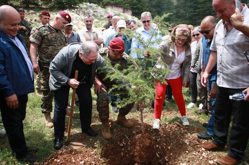 Cedar tree in memory of the Lebanese Commandos Regiment founder